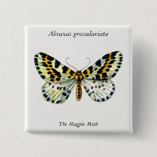 Abraxas grossulariata The Magpie Moth Color Image Button