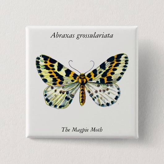Abraxas grossulariata The Magpie Moth Color Image Button (Vorderseite)