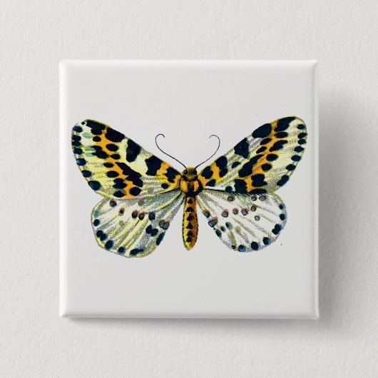 Abraxas grossulariata The Magpie Moth Color Image Button (Vorderseite)