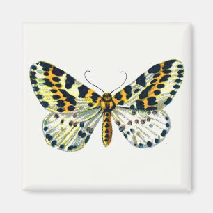 Abraxas grossulariata The Magpie Moth Color Image Magnet
