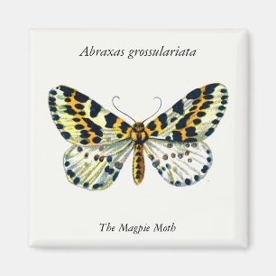 Abraxas grossulariata The Magpie Moth Color Image Magnet