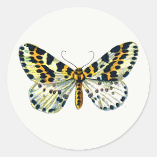 Abraxas grossulariata The Magpie Moth Color Image Runder Aufkleber