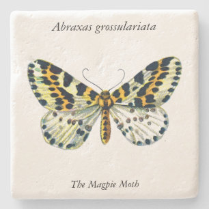 Abraxas grossulariata The Magpie Moth Color Image Steinuntersetzer