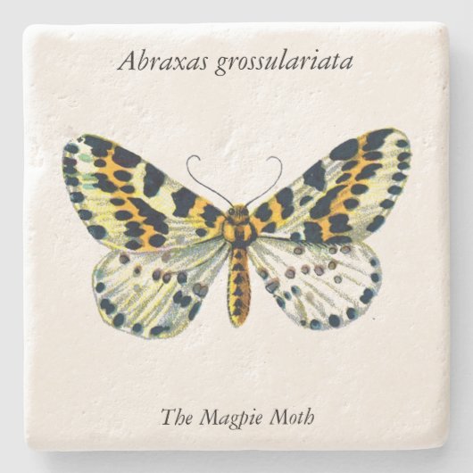 Abraxas grossulariata The Magpie Moth Color Image Steinuntersetzer (Vorderseite)