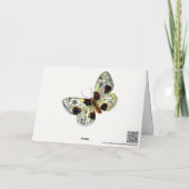 Abraxas sylvata - The Clouded Magpie Moth Karte (Rückseite)