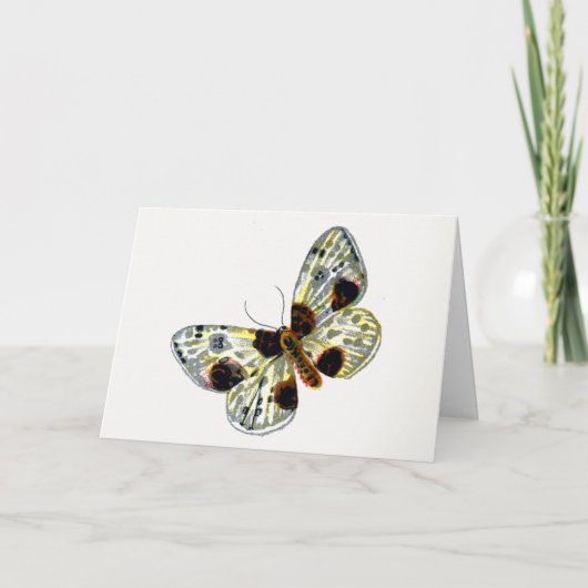 Abraxas sylvata - The Clouded Magpie Moth Karte (Vorderseite)