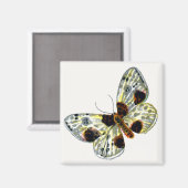 Abraxas sylvata - The Clouded Magpie Moth Magnet (Vorderseite/Rückseite)