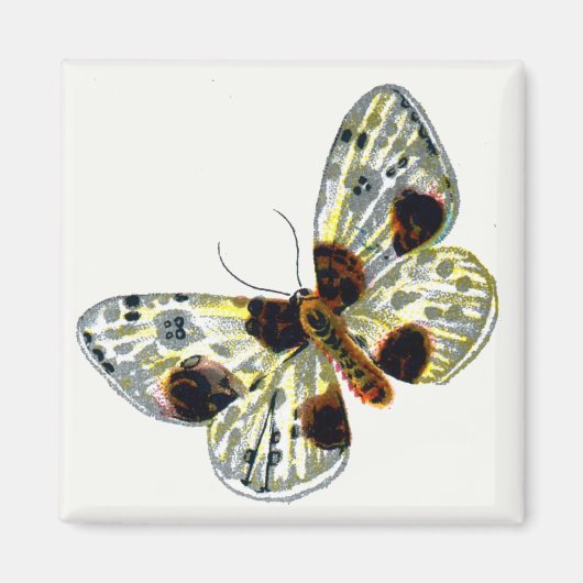 Abraxas sylvata - The Clouded Magpie Moth Magnet (Vorne)