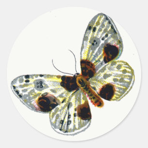 Abraxas sylvata - The Clouded Magpie Moth Runder Aufkleber