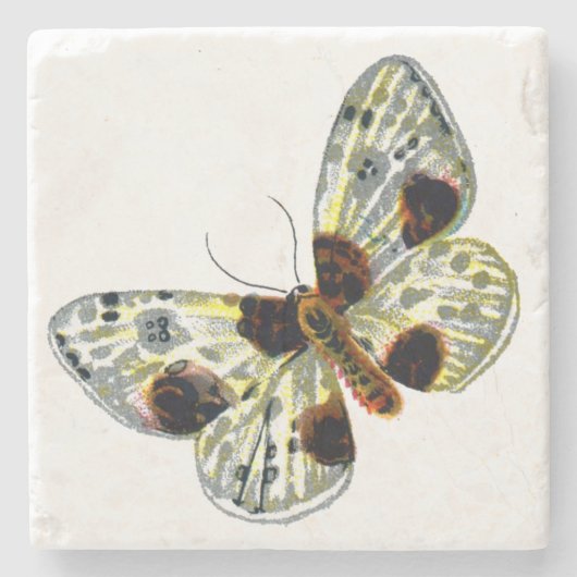 Abraxas sylvata - The Clouded Magpie Moth Steinuntersetzer (Vorderseite)