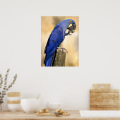 Abschluss des Hyacinth-Aras auf Holzpfosten Poster (Küche)