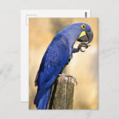 Abschluss des Hyacinth-Aras auf Holzpfosten Postkarte (Vorne/Hinten)