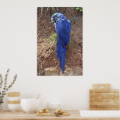 Abschluss des Hyacinth Araw Poster (Küche)