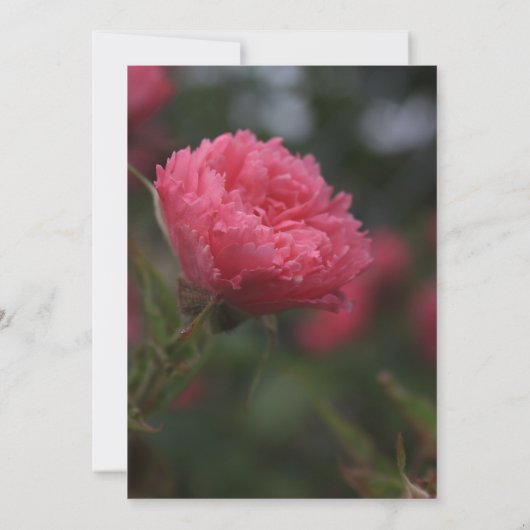 Abschluss (Einberufung) Einladung (Rückseite)