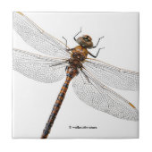 Abschluss einer Darner Dragonfly aus Kanada Fliese (Vorderseite)