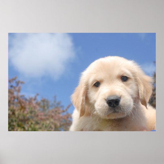 Abschluss eines niedlichen Golden Retriever Welpen Poster (Vorne)