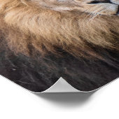 Abschlussportrait eines männlichen Löwen Poster (Ecke)