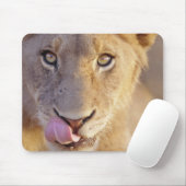 Abschlussporträt eines jungen männlichen Löwen Mousepad (Mit Mouse)