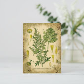 Absinth Botanischer Collage Postkarte (Stehend Vorderseite)