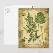 Absinth Botanischer Collage Postkarte (Vorne/Hinten)