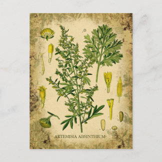 Absinth Botanischer Collage Postkarte