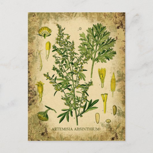 Absinth Botanischer Collage Postkarte (Vorderseite)