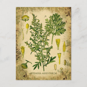 Absinthe Botanical Collage Postkarte