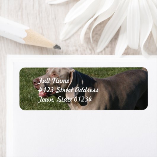 Abspielbares Weimaraner-Hundeschrift (Insitu)