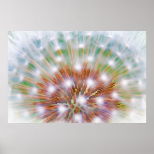 Abstract of dandelion seed head poster (Vorne)