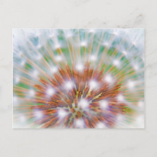 Abstract of dandelion seed head postkarte