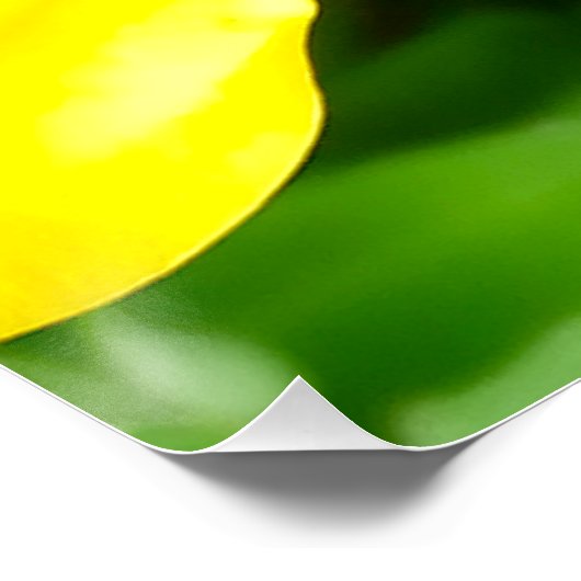 ABSTRACT YELLOW AND GREEN DRAWING. SAMER BRASIL. 3 POSTER (Ecke)