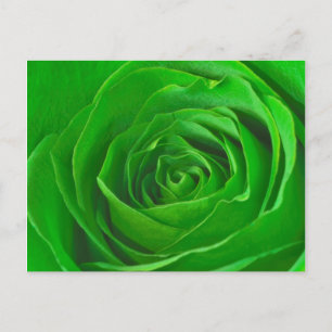 Abstrakt Emerald Green Rose Center Fotografie Postkarte