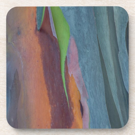 Abstrakt vom Regenbogengummibaum Getränkeuntersetzer (Vorderseite)