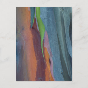 Abstrakt vom Regenbogengummibaum Postkarte