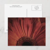 Abstrakte Daisy Postkarte (Vorne/Hinten)
