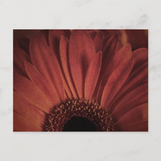 Abstrakte Daisy Postkarte (Vorderseite)
