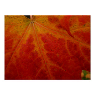 Abstrakte Herbst-Naturfotografie mit rotem Ahornbl Poster