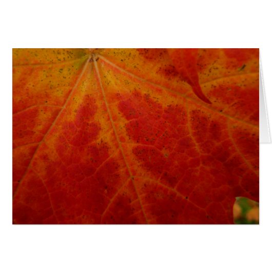 Abstrakte Herbstfotografie aus dem Ahornleaf (Vorderseite (Horizontal))