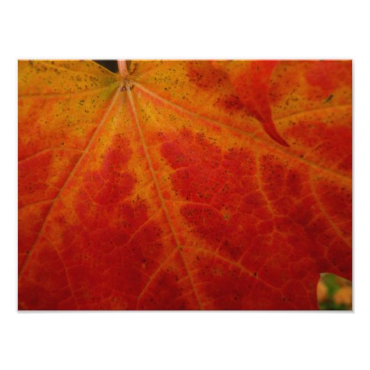 Abstrakte Herbstfotografie aus dem Ahornleaf Fotodruck (Vorne)