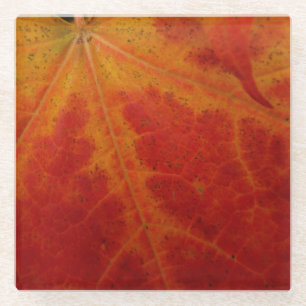 Abstrakte Herbstfotografie aus dem Ahornleaf Glasuntersetzer