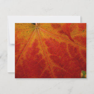 Abstrakte Herbstfotografie aus dem Ahornleaf Karte