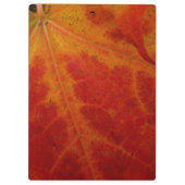 Abstrakte Herbstfotografie aus dem Ahornleaf Klemmbrett (Rückseite)