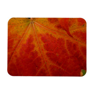 Abstrakte Herbstfotografie aus dem Ahornleaf Magnet