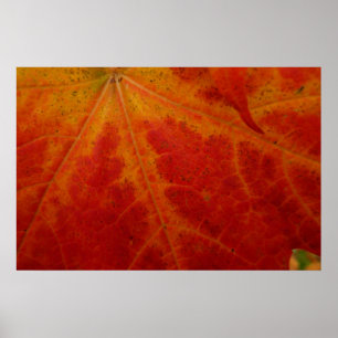 Abstrakte Herbstfotografie aus dem Ahornleaf Poster