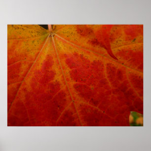 Abstrakte Herbstfotografie aus dem Ahornleaf Poster