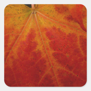 Abstrakte Herbstfotografie aus dem Ahornleaf Quadratischer Aufkleber