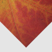 Abstrakte Herbstfotografie aus dem Ahornleaf Seidenpapier (Ausschnitt)