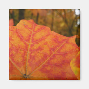 Abstrakte Herbstnatur in Orange und Rotem Ahornblä Magnet