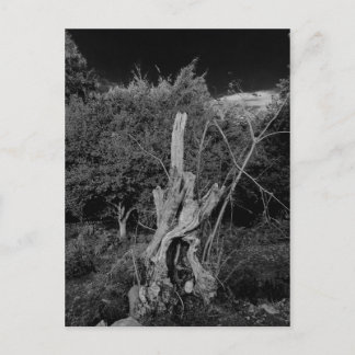 Abstrakte Horror-Kunst - Puppen im Totenbaum Postkarte
