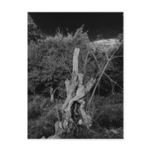 Abstrakte Horror-Kunst - Puppen im Totenbaum